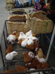 Compra mis cuys